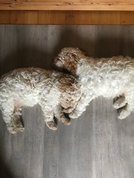 zwei haben sich gern